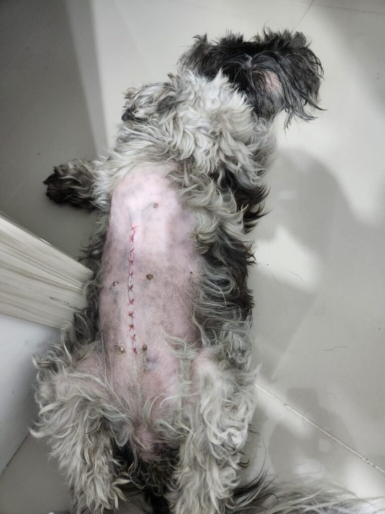 Mi perlita con el Cierre que le quedo luego de la operacion.
