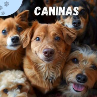 Recetario Canino 101 recetas Libro Virtual PDF
